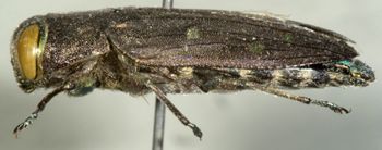 Media type: image;   Entomology 2688 Aspect: habitus lateral view